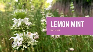 Lemon Mint  Plant of the Month [upl. by Adnaugal]