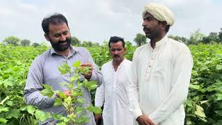 Best Cotton Varieties FH tristar and Mr2  aj kapas visit khanewal part 1  Daily Routine Farmer [upl. by Euqenimod]