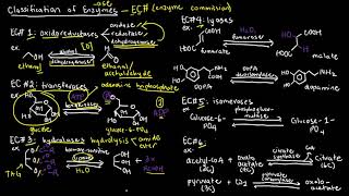 BIOCHEM 19  Enzyme Classification [upl. by Chadbourne]