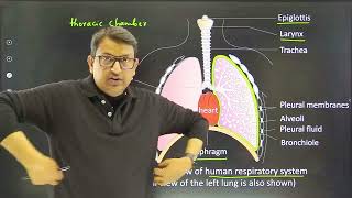 Diagrammatic view of human respiratory system sectional view of the left lung is also shown [upl. by Ahseyi918]