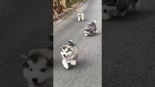 Wagging tail animals cute dog funny [upl. by Trixie788]