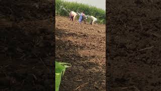 Maize seeds natadam🌽🌽 like 👌 share 👍 subscribe [upl. by Duester]