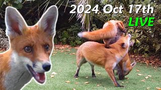 Foxes Live  2024 October 17th [upl. by Joy]