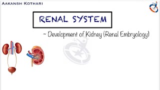 Development of Kidney  Nephrogenesis  Renal System Embryology by Aakansh Kothari [upl. by Nudd]