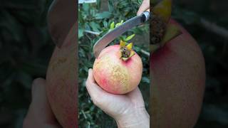 Cutting skills pomegranate fruit so fresh l pomegranate so cool reels 2024 shorts satisfying [upl. by Bogey]