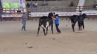 La campeona en la raza girolando FERIA GANADERA DE SANTA ANA [upl. by Roede]