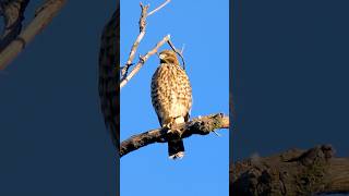 Juvenile Redshouldered Hawk🐦Hunters Roost redshoulderedhawk [upl. by Oslec]