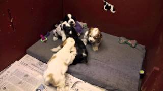 6 week old Cocker Spaniel puppies playing [upl. by Yemrej]