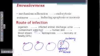 Leptospira pathogenesis [upl. by Sikras]