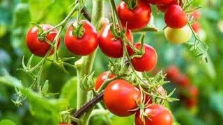 Home Gardening Tomato watermelon cherry Tomato plant [upl. by Glenden]