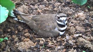 Killdeer  My Little Garden Helper [upl. by Eirhtug]