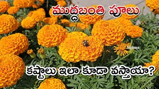 ముద్దబంతి పూలు ఎలా పెంచాలి  How to grow Banti  crackerjack flowers  marigold crackerjack [upl. by Nicoline]