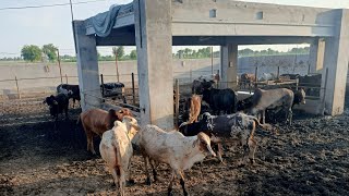 Cattle Farming In Pakistan  Janwaron ka Wieght Kisy Karty Hain What is Meat And Live Weight [upl. by Enymsaj]