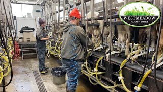 Goat milking  Westmeadow Farm and Dairy [upl. by Allekram]