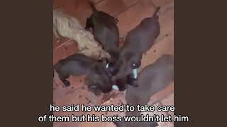 He tried to save these puppies but the owner said no until finally this happened [upl. by Assilana397]