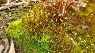 Moss gametophyte and slender capsule on sporophyte [upl. by Yrrehs]