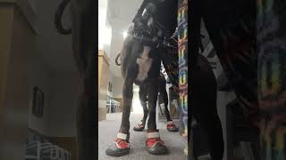 service dog alerts in courthouse 😱 servicedogs servicedogtraining dogs dogtraining [upl. by Klotz]