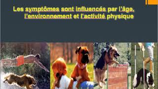 Prothèse de la hanche PTH chez le chien et le chat  où en sommesnous [upl. by Ennaillek]