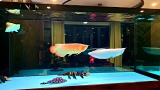 Super Clean Freshwater Arowana Tank  Amazing Monster Fish and Arowana [upl. by Anhsirk3]