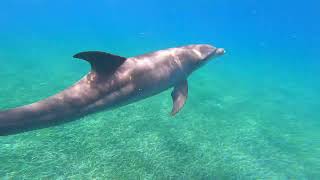 Puerto Rico at Cayo Icacos island swimming with 2 wild dolphins Raw [upl. by Sutsugua]