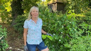 How to Prune Philadelphus and other Spring Flowering shrubs [upl. by Allicserp]