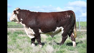 TCCT126  Lot 24 Thornleigh Northtor Bull Sale 12 July 2024 [upl. by Hoes]