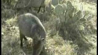 Javelina [upl. by Narut930]