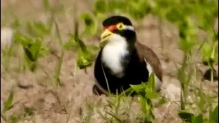 Banded Lapwing near Atkinson Dam [upl. by Asile]