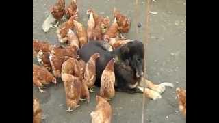 Karana con las gallinas [upl. by Ahsirtak]