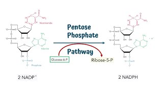 Pentose Phosphate Pathway  Hexose Monophosphate Shunt  Steps and Process [upl. by Anomas]