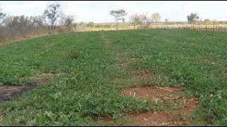 PLANTIO DE MELANCIA  PALESTINA EM REDENÇÃOPI IRRIGAÇÃO NO GOTEJAMENTO [upl. by Evangelina48]