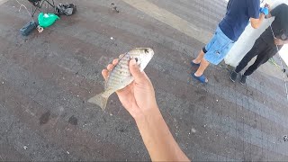 Fishing Staten Island  Mixed Species [upl. by Xam]