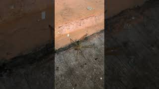 Araña Lobo Peligrosa Viral ArañaLobo AltasMontañasVeracruz UPAV Psicología Tec84 [upl. by Zephaniah206]