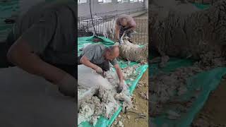 Two people competing to shave wool which one shaves faster [upl. by Ahseenak]