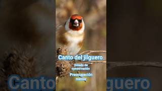 ✅️ CANTO del jilguero fauna shorts como canta el jilguero [upl. by Keeler]