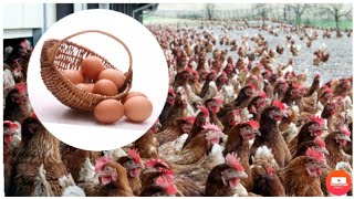 Ma poules pond 1 à 2 oeufs par jour Élevage poules pondeuses investir son argent dans les oeufs 1 [upl. by Nnylecyoj]