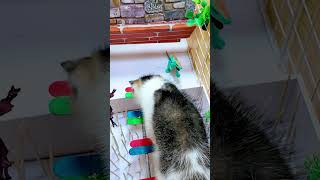 Cat Boss vs Thorny Challenge 🌿😼 shorts funnycats [upl. by Pages]