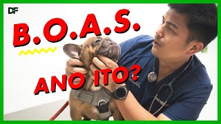 Brachycephalic Airway Obstructive Syndrome or BOAS [upl. by Artenahs]