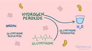 Osmosis Pentose phosphate pathway [upl. by Laro627]