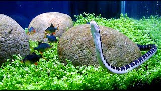 AQUASCAPE IWAGUMI STYLE with Monte Carlo Plant [upl. by Crowley]