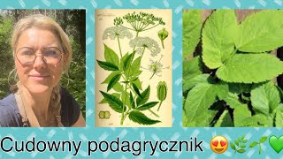 Podagrycznik zobaczcie co on potrafi  😍🌱🌿🌱🌿💚 [upl. by Waldos419]