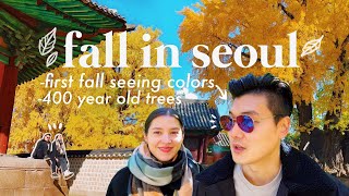 Colorblind husbands FIRST time seeing fall colors 🍂 400 yo ginkgo  Day in the life in SEOUL [upl. by Hutchison]