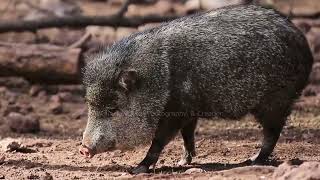 Javelina [upl. by Eseilanna]