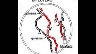 Meiosis [upl. by Girard]