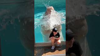 Walruses splash at Seaworld Orlando [upl. by Rheinlander]