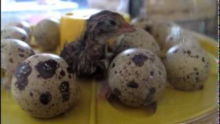 Quail Hatch in Home Incubator [upl. by Edwin]