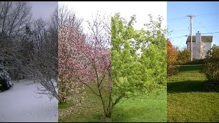 Seasons Timelapse Winter Spring Summer Fall [upl. by Iarahs906]