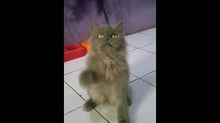 kucing persia flatnose abu abu [upl. by Ateuqal]