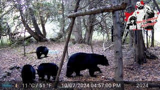 Black bears and turkeys Thanksgiving weekend trail cam [upl. by Eserahc883]