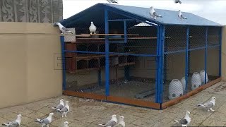 Satinette pigeons  fancy pigeon breeds  Best pigeon breeding cage [upl. by Thirzia828]